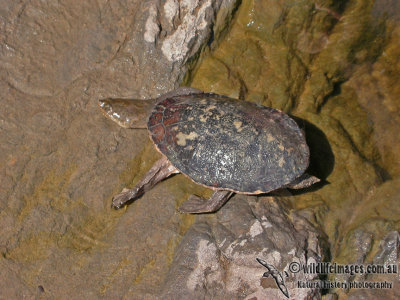 Northern Long-necked Turtle - Chelodina rugosa