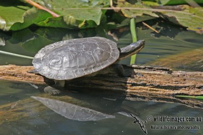 Macquarie Turtle - Emydura macquarii