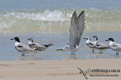 White-winged Black Tern a1648.jpg