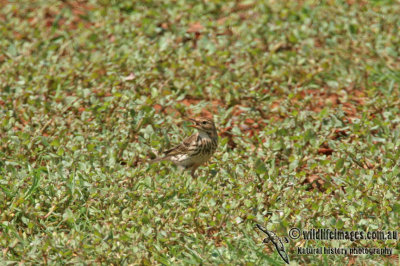 Red-throated Pipit a1901.jpg