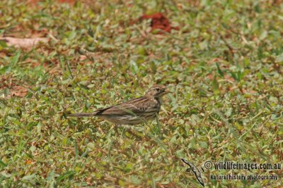 Red-throated Pipit a1914.jpg
