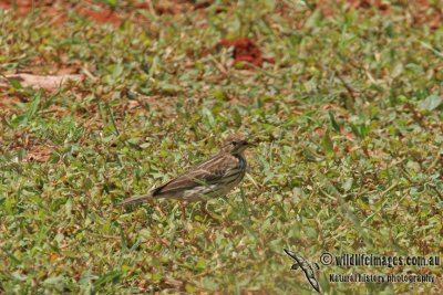 Red-throated Pipit a1916.jpg
