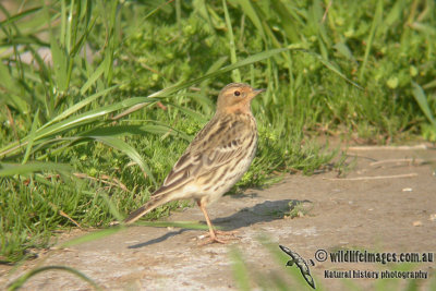 Red-throated Pipit a4677.jpg