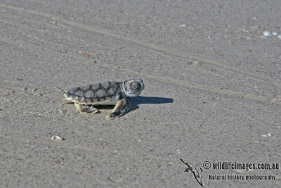 Flatback Turtle - Natator depressus a1989