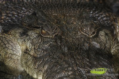 Crocodylus porosus 7631.jpg