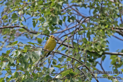 Common Greenfinch a2056.jpg