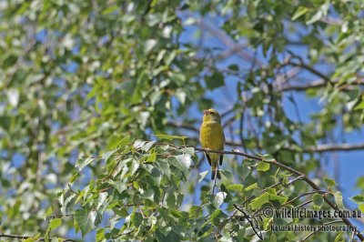 Common Greenfinch a2058.jpg