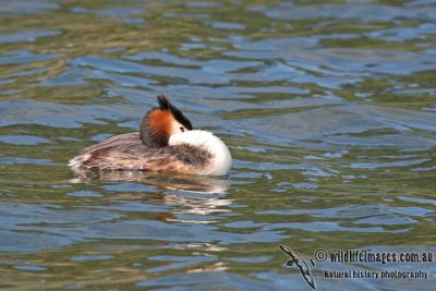 Great-crested Grebe a8271.jpg