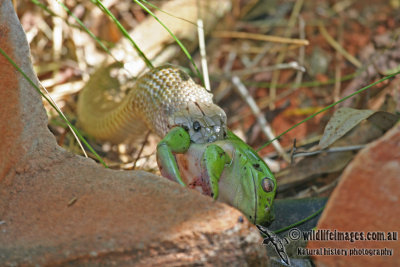 Mulga (King Brown) Snake - Pseudechis australis