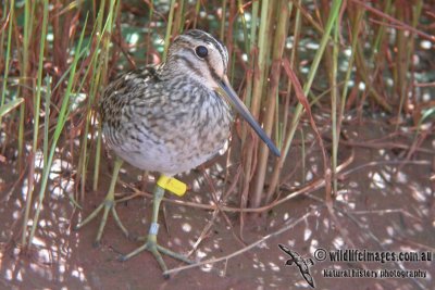 Pin-tailed Snipe a058.jpg