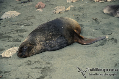 Hooker's Sea-lion s0551.jpg