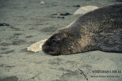 Hooker's Sea-lion s0552.jpg