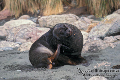 Hooker's (New Zealand) Seal Lion