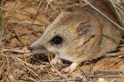 Fat-tailed Dunnart 5480.jpg