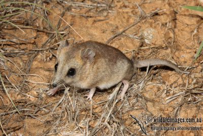 Fat-tailed Dunnart 5488.jpg