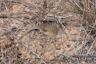 Fat-tailed Dunnart 5647.jpg