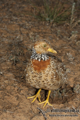 Plains Wanderer 5529.jpg