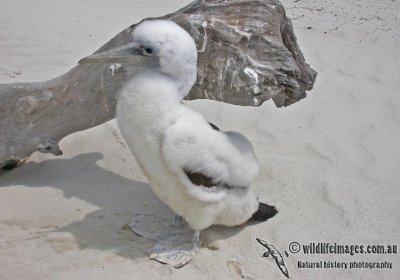 Masked Booby a2749.jpg