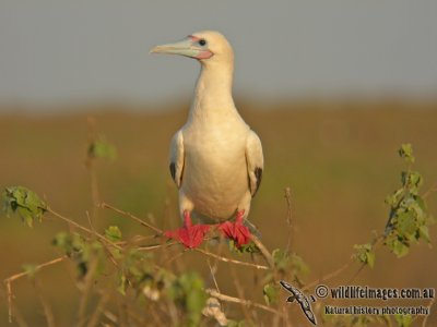 Red-footed Booby a2979.jpg
