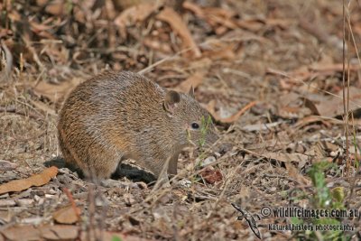 Southern Brown Bandicoot a3161.jpg