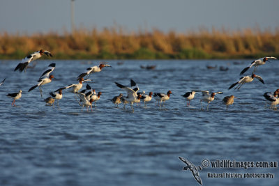 Red-necked Avocet (NZ vagrant)