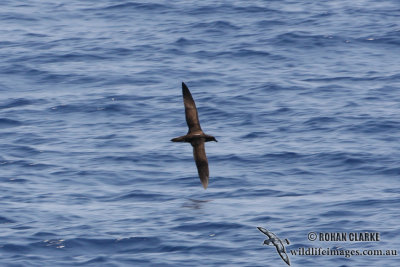 Tahiti Petrel 2767.jpg