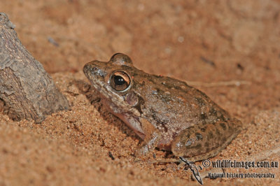 Bumpy Rocket Frog - Litoria inermis