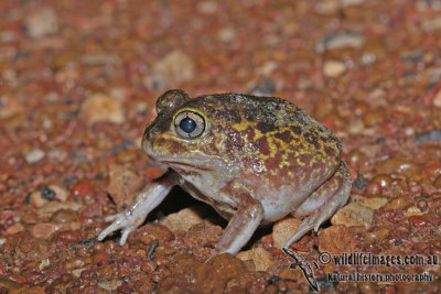 Northern Burrowing Frog - Neobatrachus aquilonius