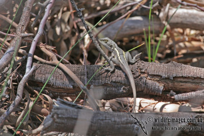 Amphibolurus nobbi a2849.jpg