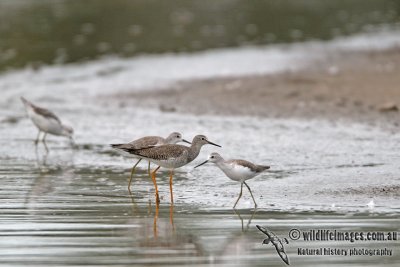 Lesser Yellowlegs a3537.jpg