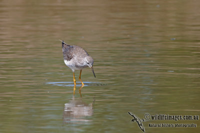 Lesser Yellowlegs a3816.jpg