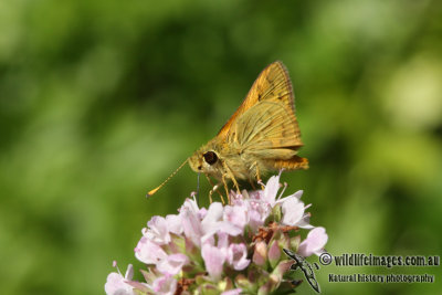 Greenish Grass Dart Ocybadistes walkeri 5402.jpg