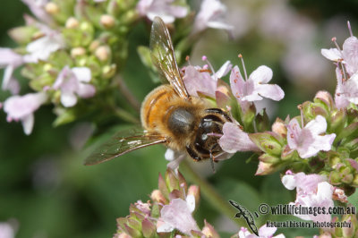 European Honey Bee 5406.jpg