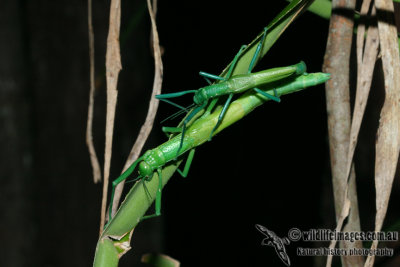 Peppermint Stick Insect - Megacrania batesii 9304.jpg