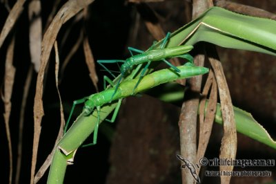 Peppermint Stick Insect - Megacrania batesii 9306.jpg