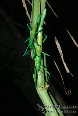 Peppermint Stick Insect - Megacrania batesii 9309.jpg