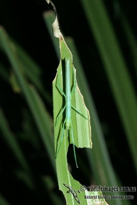 Peppermint Stick Insect - Megacrania batesii 9328.jpg