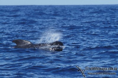 Long-finned Pilot Whale s0746.jpg
