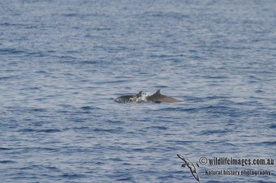 Spotted Dolphin 1106.jpg