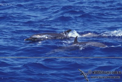 Spotted Dolphin s0719.jpg