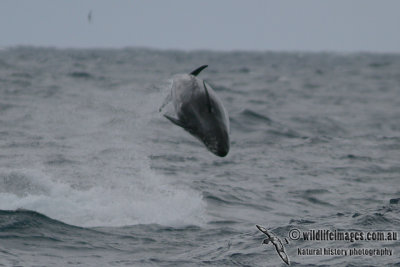 False Killer Whale 1932.jpg