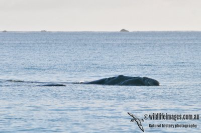 Southern Right Whale 5575.jpg