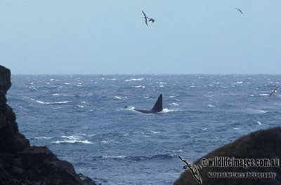 Killer Whale s0736.jpg