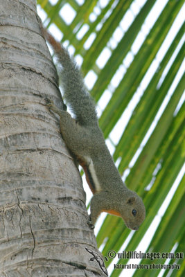 Plantain Squirrel - Callosciurus notatus