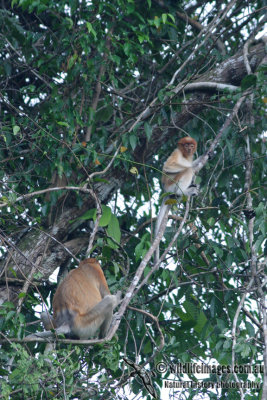 Proboscis Monkey 3197.jpg