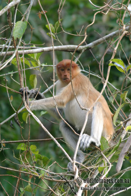 Proboscis Monkey 3230.jpg
