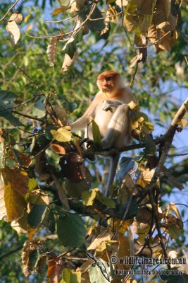 Proboscis Monkey 3437.jpg