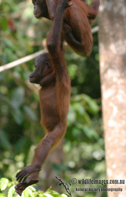 Orangutan 3484.jpg