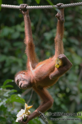 Orangutan 3500.jpg