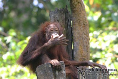 Orangutan 3532.jpg